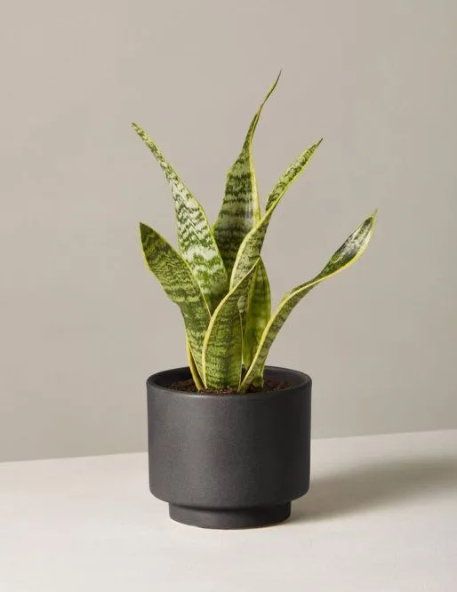 Snake Plant loading=